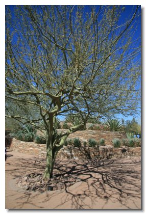 Arizona (9)  Palo Verde Tree